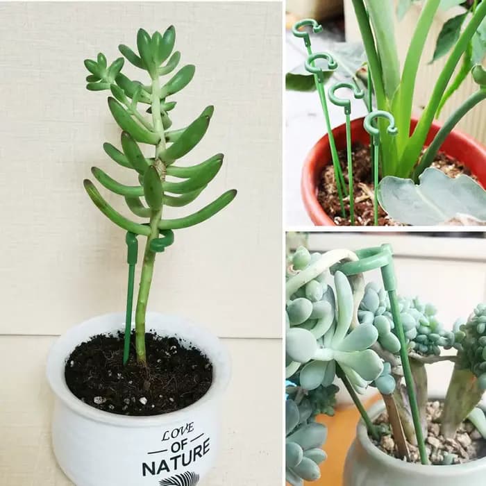 Supports de plantes en plastique, 2/5/10 pièces, Support de fleurs, outil de fixation de Protection
