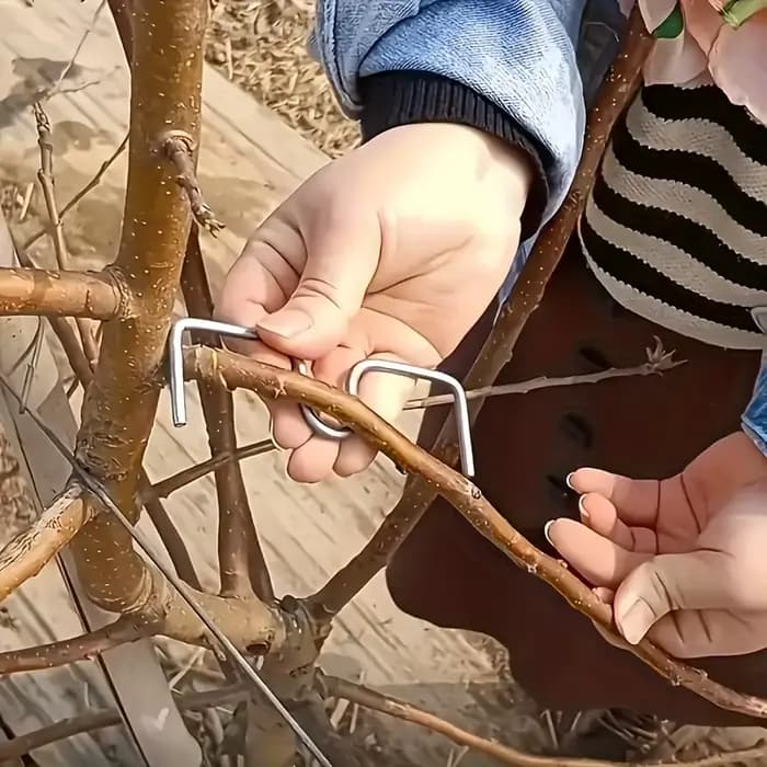 Kit d'outils de pliage de branches d'arbres fruitiers, 50 pièces, outils manuels de pliage de branches pour la mise en forme et l'écartement, outils de culture pour vergers