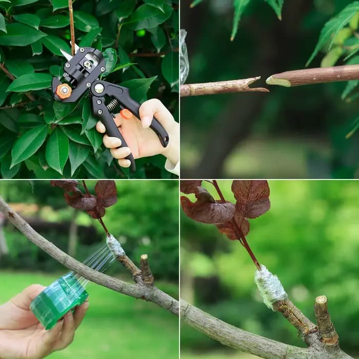 Film de ruban de greffage PE auto-adhésif, plante d'arbre de jardin, semis de vigne, tomate, accesso