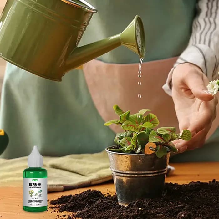 Liquide de résurrection revitalisant pour plantes