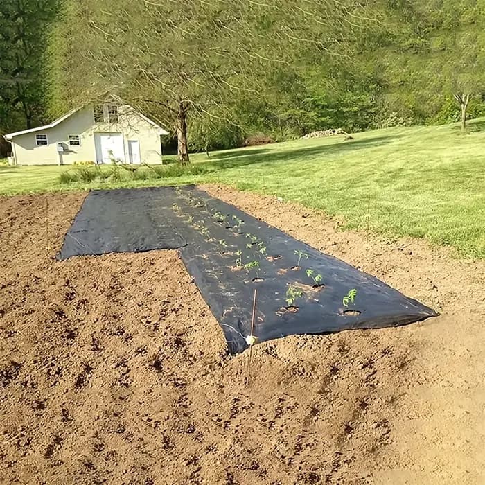Tissu de contrôle des mauvaises herbes noir avec trous de plantation
