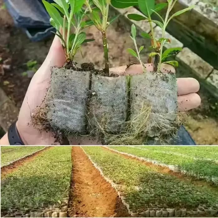 Time to Garden : paquet de 100 sacs de pépinière de graines respectueux de l'environnement