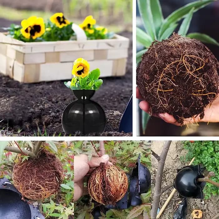 Boule d'enracinement de plantes, 3 pièces, boîte d'enracinement de greffage, mallette de reproductio