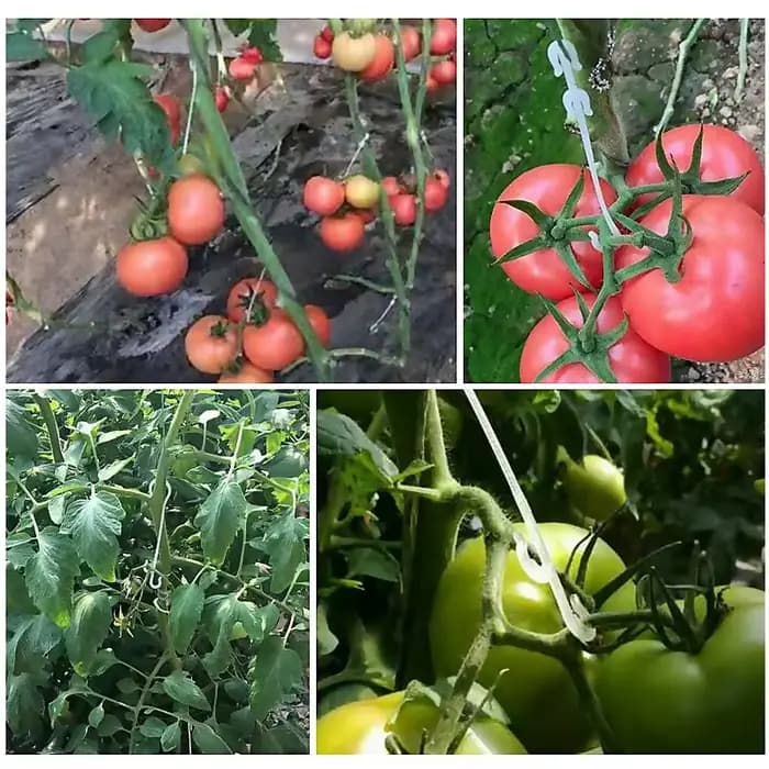 Crochet d'oreille en forme de J pour fruits, cerises, tomates, plantes végétales de jardin, Support