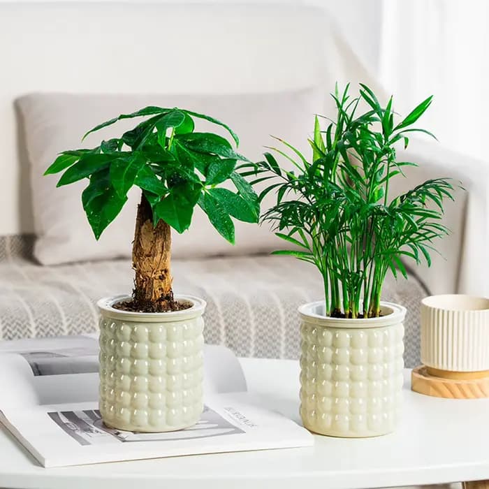 Mini pot de fleur à arrosage automatique, pots de plantes en plastique transparent, jardinière de po