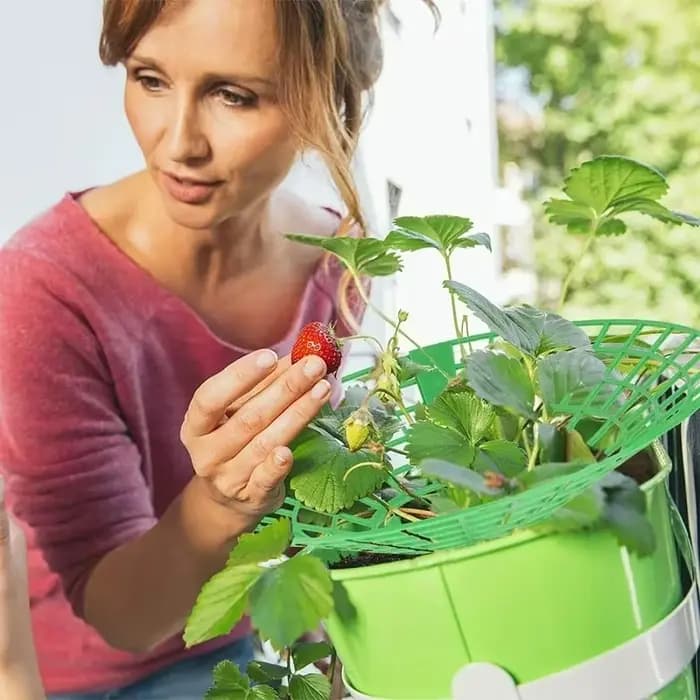 Supports pour plantes à fraises, 5 à 50 pièces, avec 3 jambes robustes, supports de culture de frais