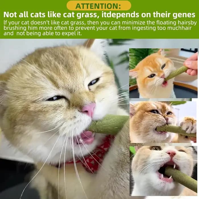 Lot de 60 bâtonnets de herbe naturelle pour chat, friandises pour l'élimination des boules de poils, jouets à mâcher au poulet et à la catnip pour le nettoyage des dents, friandises pour chatons