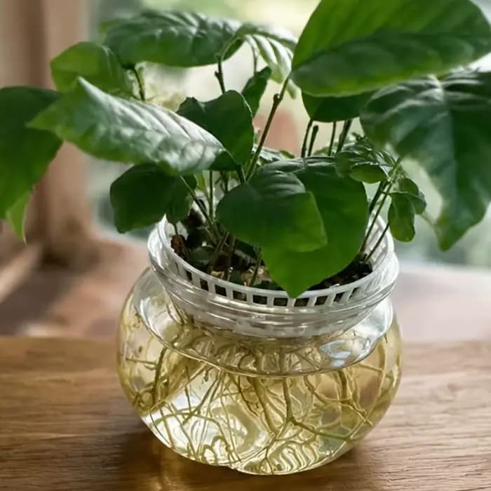 Plateau de germination hydroponique imprimé en 3D pour litchis et longanes, support de culture pour jardinage domestique