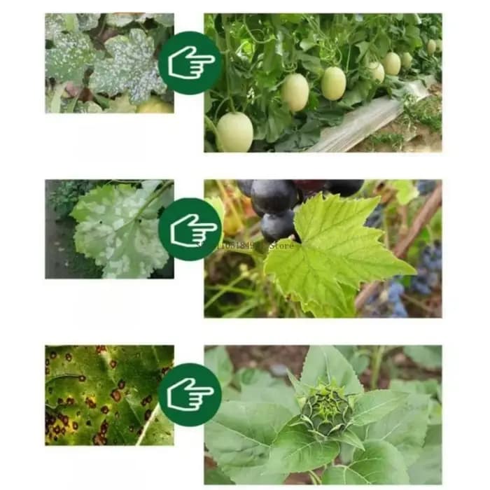 Engrais biologique pur Trichoderma Hartzia 30G pour plantes vertes