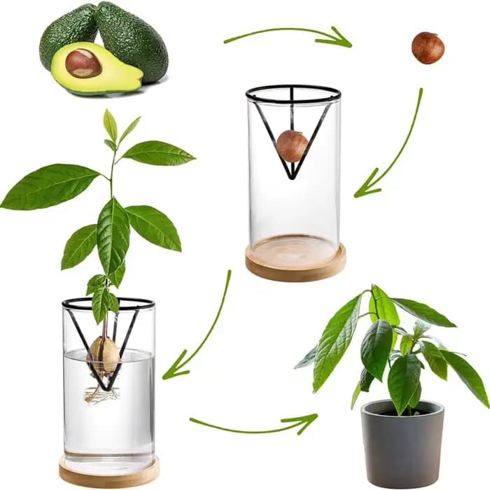 1 ensemble de Kits de culture d'arbre d'avocat, Vase de graines d'avocat en verre hydroponique avec support triangulaire et Pot de plante de germination de Base en bambou